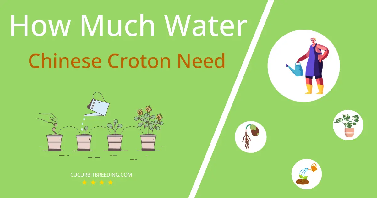 how often to water chinese croton