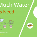 how often to water chives