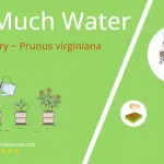 how often to water chokecherry prunus virginiana