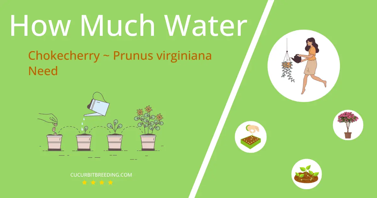 how often to water chokecherry prunus virginiana