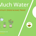 how often to water chrysanthemum asteraceae