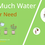 how often to water clover