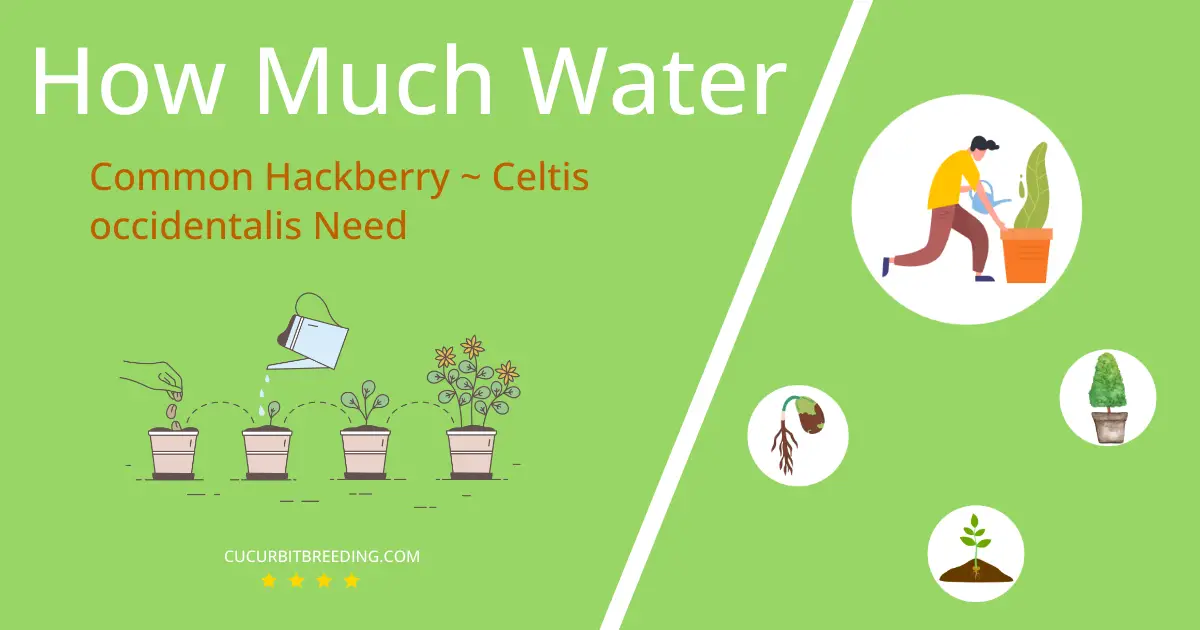 how often to water common hackberry celtis occidentalis