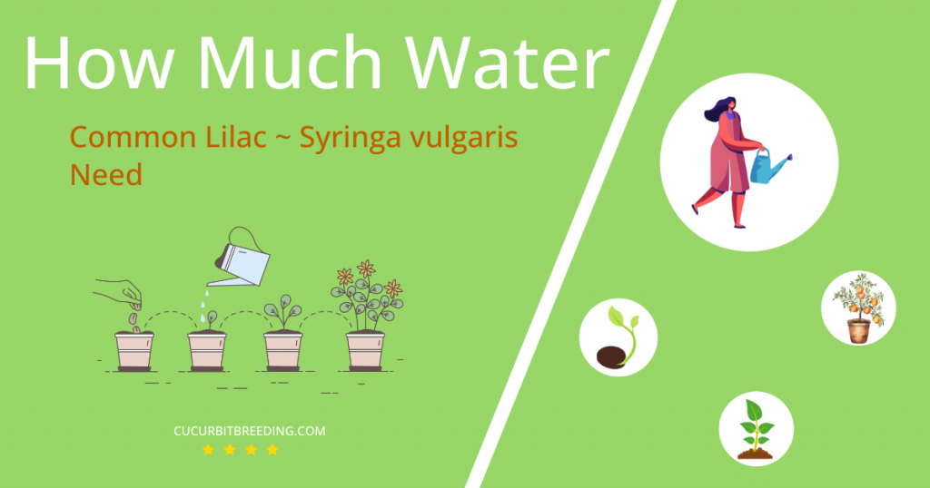how often to water common lilac syringa vulgaris
