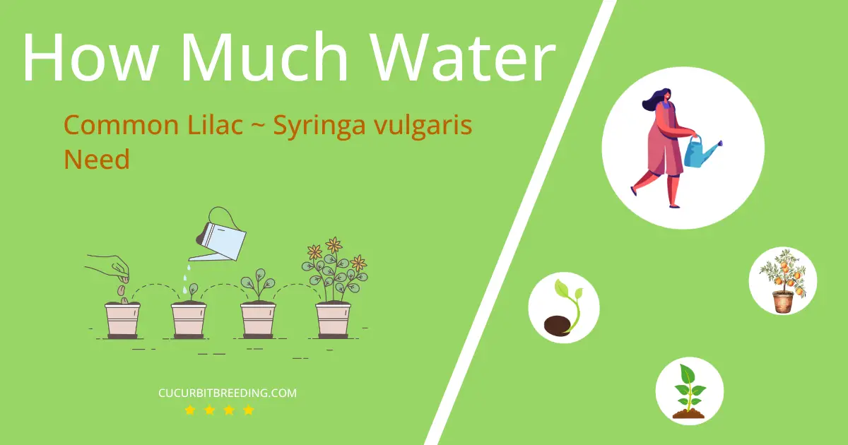 how often to water common lilac syringa vulgaris