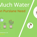 how often to water common purslane