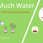 how often to water coneflower echinacea asteraceae