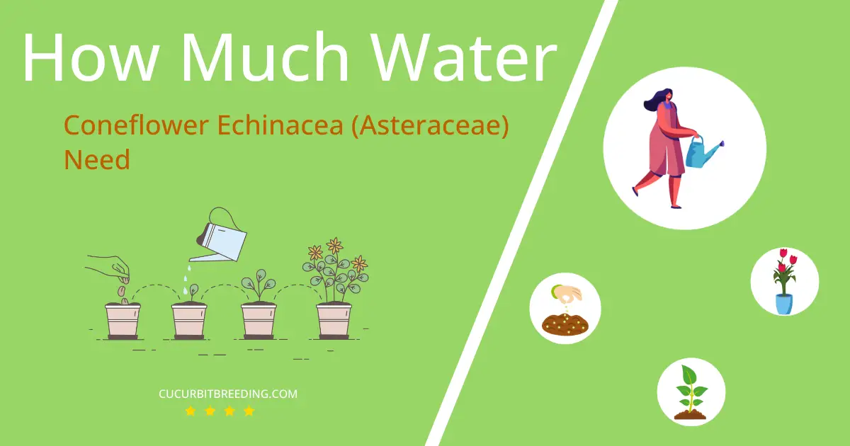 how often to water coneflower echinacea asteraceae