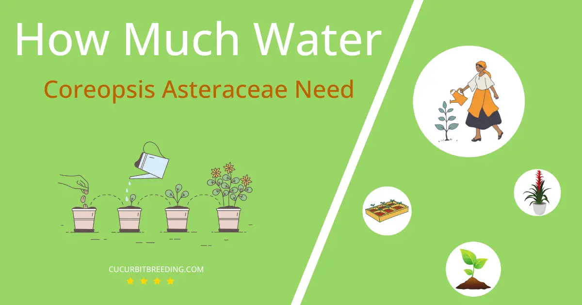how often to water coreopsis asteraceae