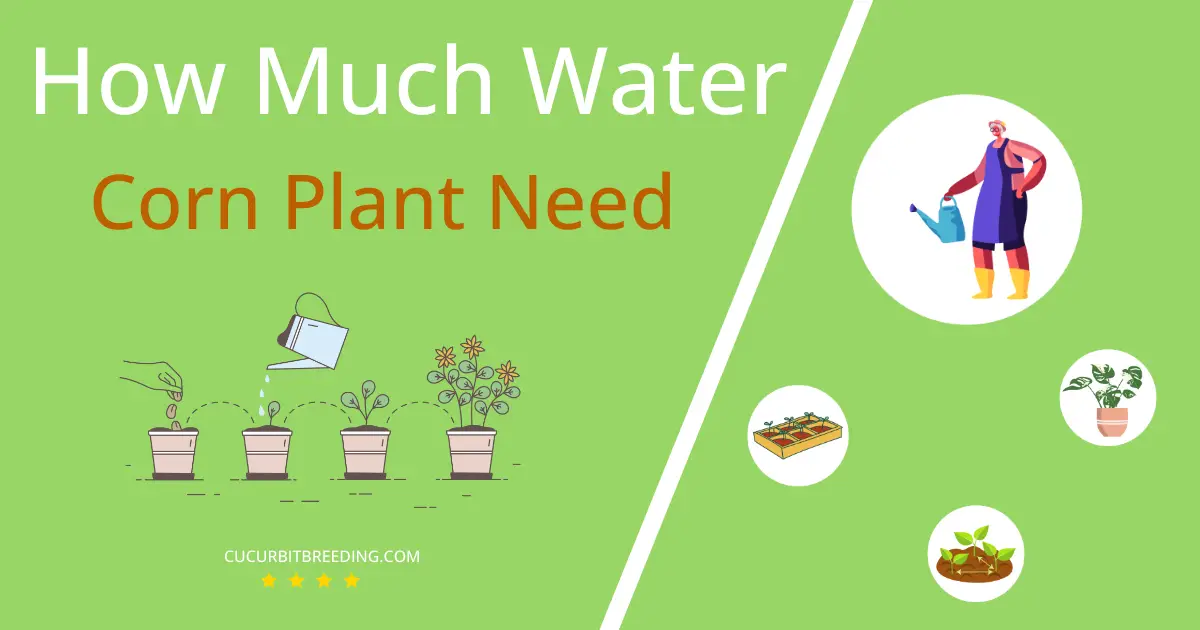 how often to water corn plant