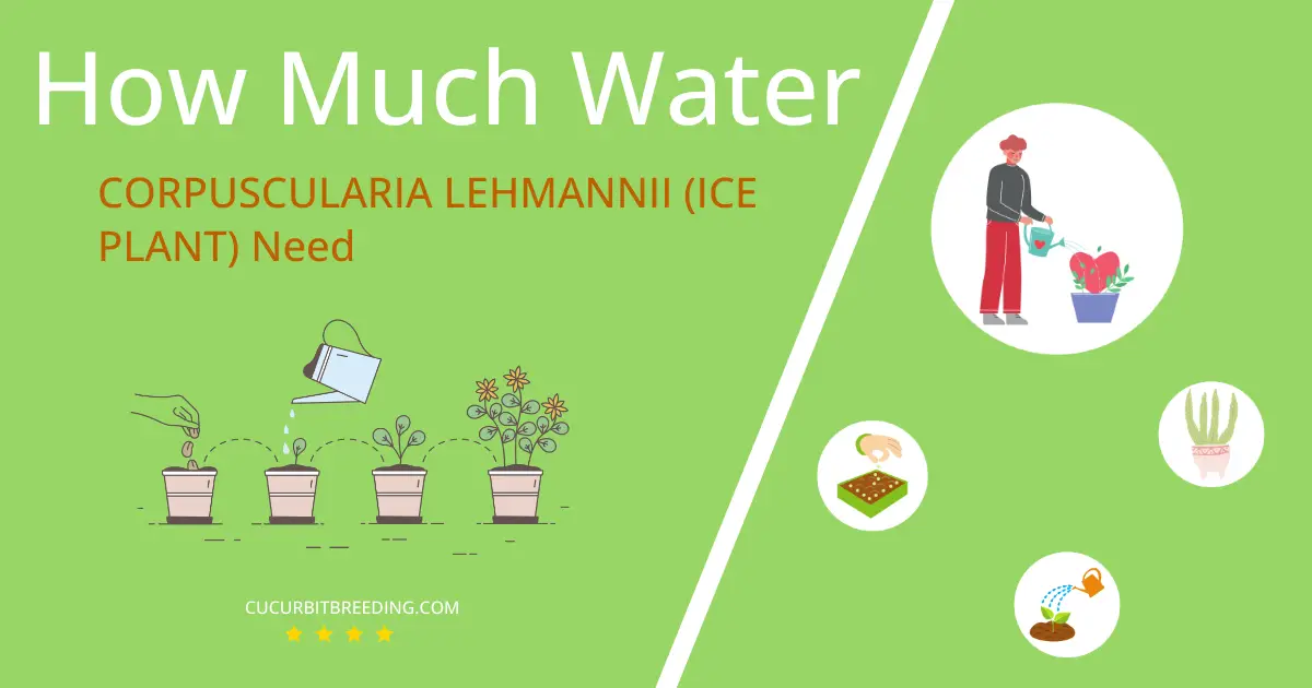 how often to water corpuscularia lehmannii ice plant