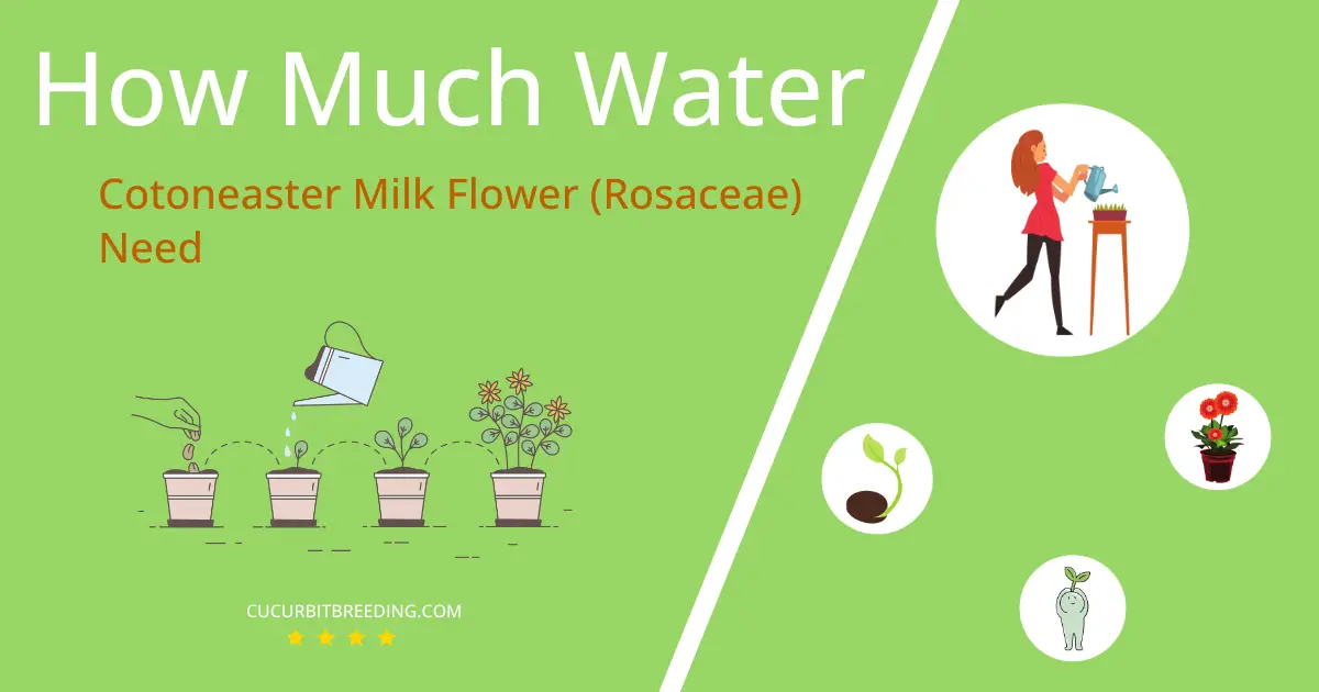 how often to water cotoneaster milk flower rosaceae