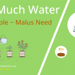 how often to water crabapple malus