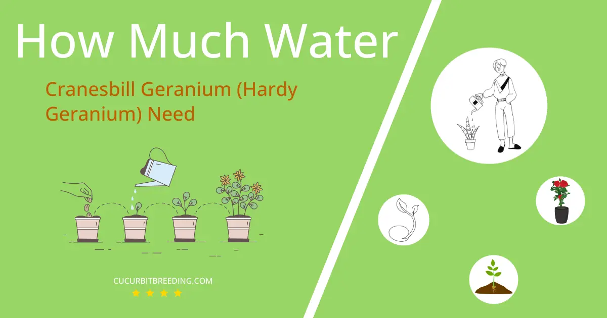 how often to water cranesbill geranium hardy geranium