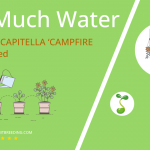 how often to water crassula capitella campfire plant
