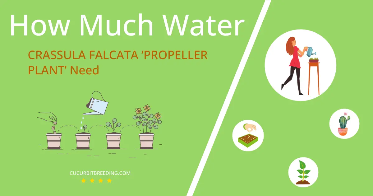how often to water crassula falcata propeller plant