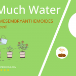 how often to water crassula mesembryanthemoides tenelli
