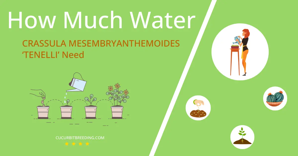 how often to water crassula mesembryanthemoides tenelli