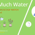 how often to water crassula muscosa watch chain