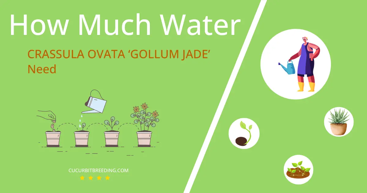 how often to water crassula ovata gollum jade