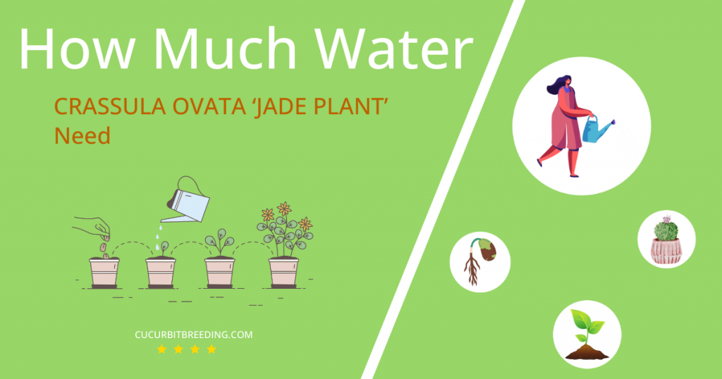 how often to water crassula ovata jade plant
