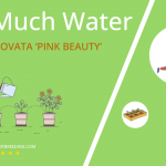 how often to water crassula ovata pink beauty
