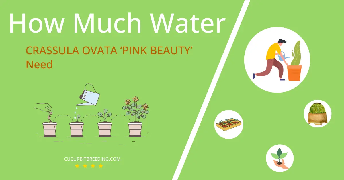 how often to water crassula ovata pink beauty