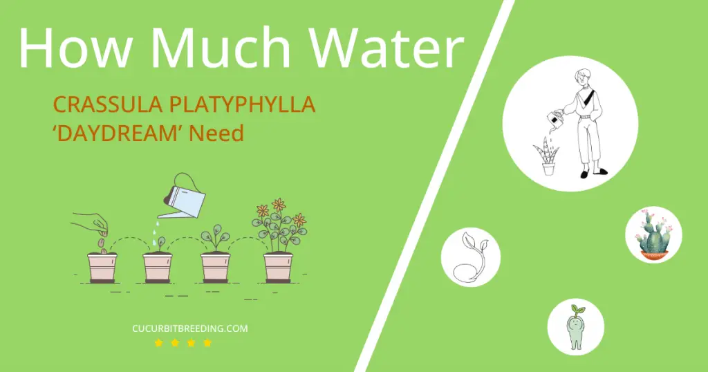 how often to water crassula platyphylla daydream
