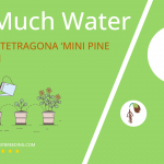 how often to water crassula tetragona mini pine tree