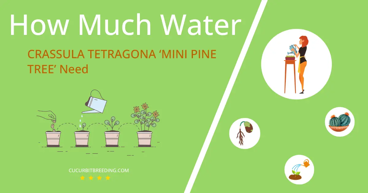 how often to water crassula tetragona mini pine tree