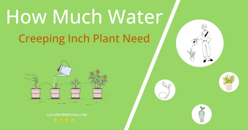 how often to water creeping inch plant