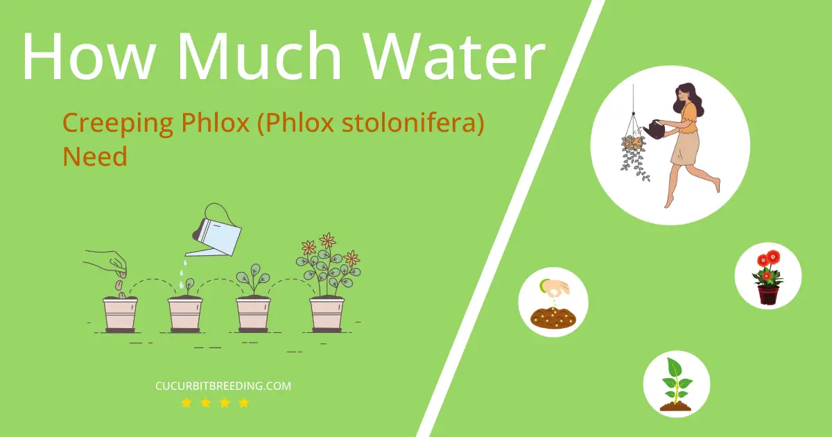 how often to water creeping phlox phlox stolonifera