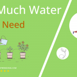 how often to water cress