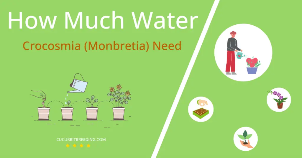 how often to water crocosmia monbretia