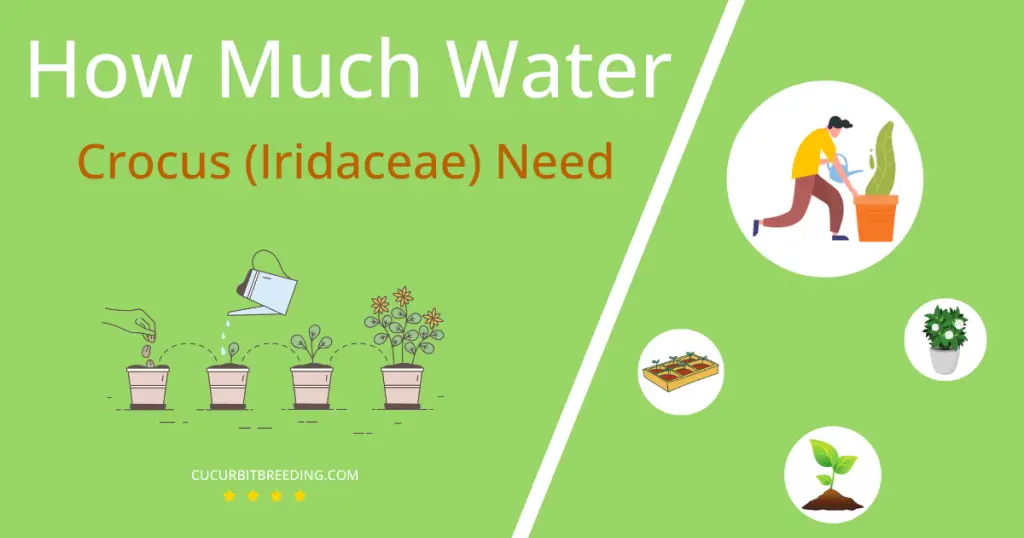 how often to water crocus iridaceae