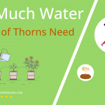 how often to water crown of thorns