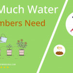 how often to water cucumbers