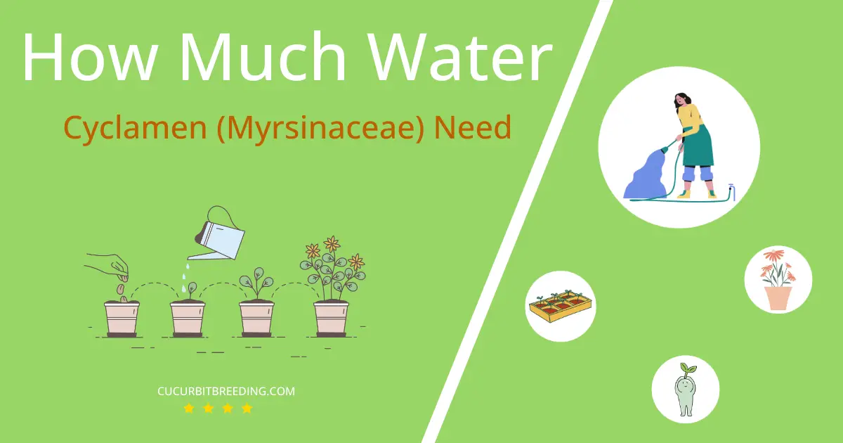 how often to water cyclamen myrsinaceae