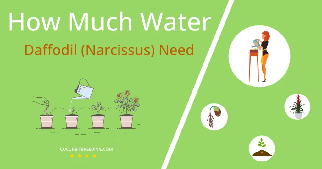 how often to water daffodil narcissus