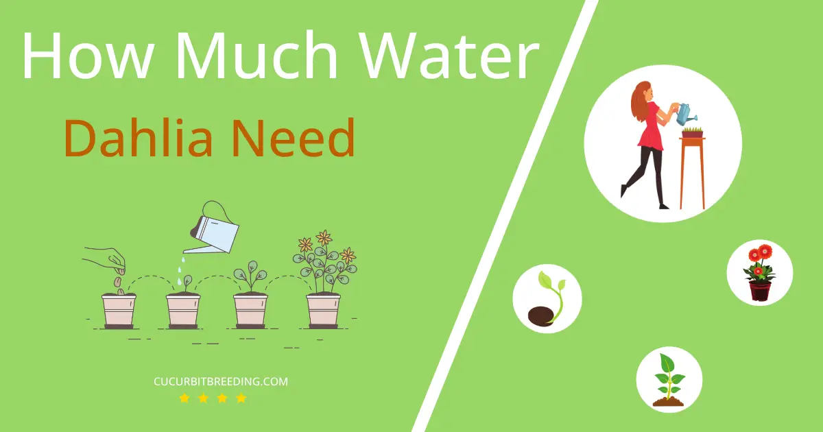 how often to water dahlia
