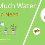 how often to water daikon
