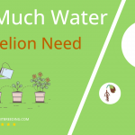 how often to water dandelion