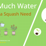how often to water delicata squash