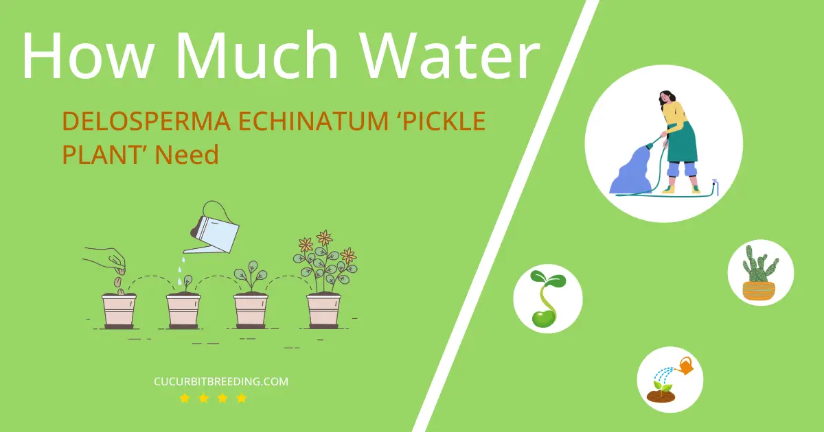 how often to water delosperma echinatum pickle plant