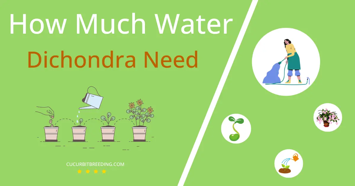 how often to water dichondra