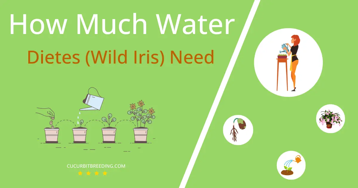how often to water dietes wild iris
