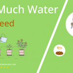 how often to water dill