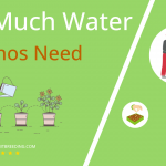 how often to water dolichos