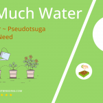 how often to water douglas fir pseudotsuga menziesii