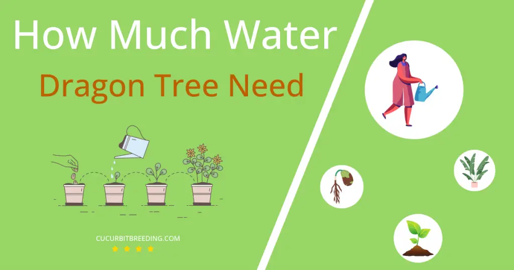 how often to water dragon tree